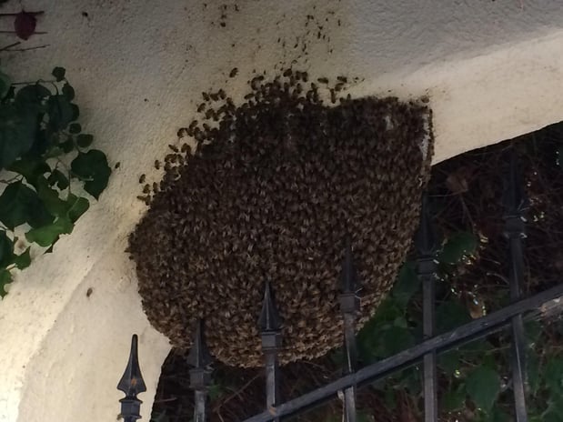 Images Bee Free Bee Removal