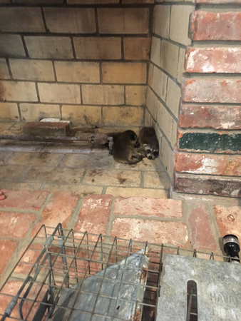Images Aaa Pest Wildlife Removal