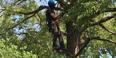 Acorn ArborCare