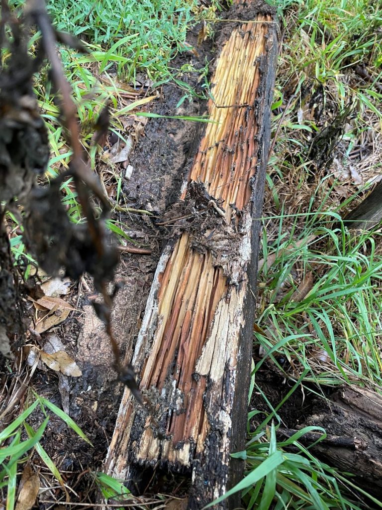 Images Assassin Pest Control