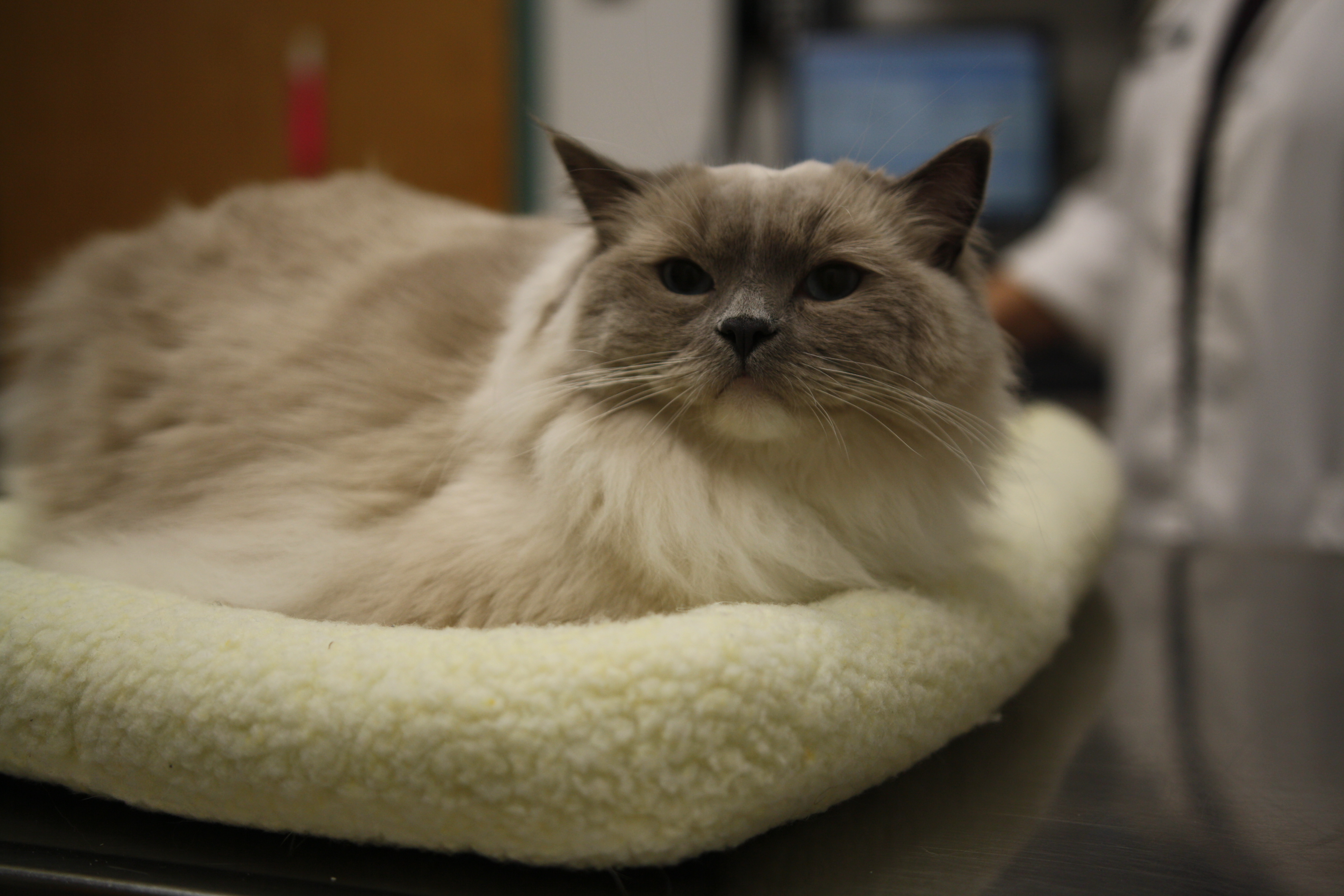 We strive to provide your pets with as much comfort as possible. Look how cozy this kitty is while one of our veterinarians pulls up his information!