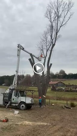 Images ER Tree Services LLC