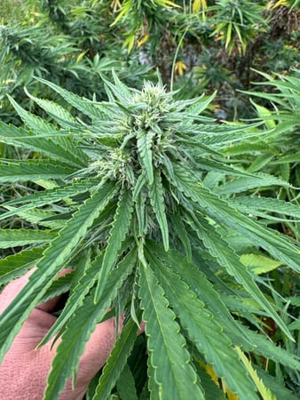 Images Wholesale Hemp Farms