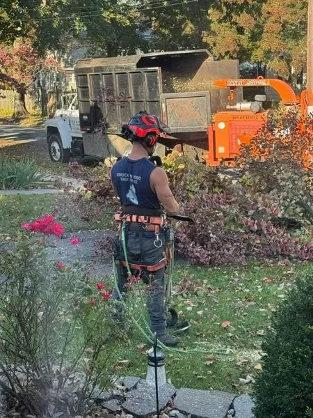 Knock On Wood Tree Service LLC Image