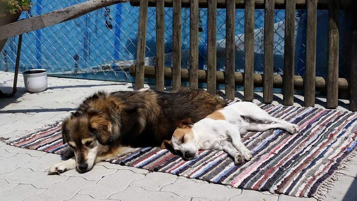 Bilder Hundeschule Zürioberland
