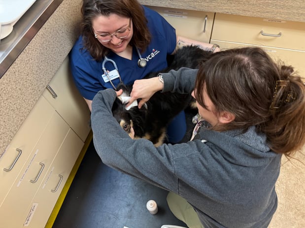 Images VCA Southeast Portland Animal Hospital