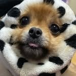 Images たまとポチ 宇津木店