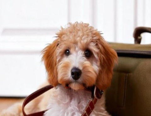 General Pet Goods
