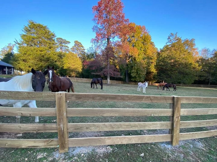Images Champion Fence