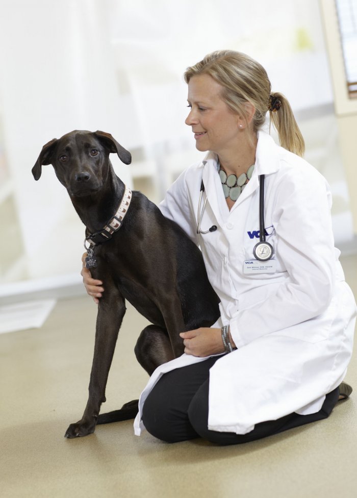 Dr. Beth Whitney VCA Veterinary Referral and Emergency Center Norwalk (203)952-0773