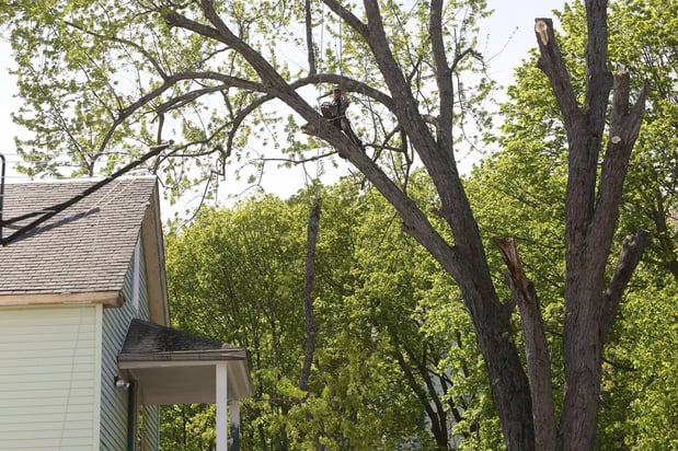 Images Foppema Tree Care