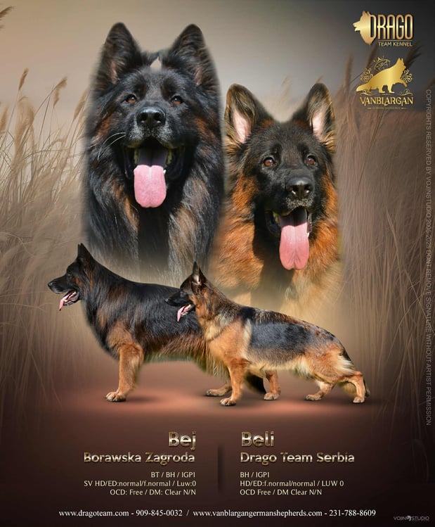 Images VanBlargan German Shepherds