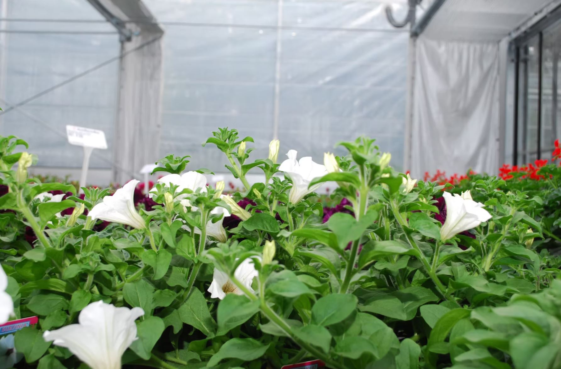 Bilder Bullo Luca Fiori