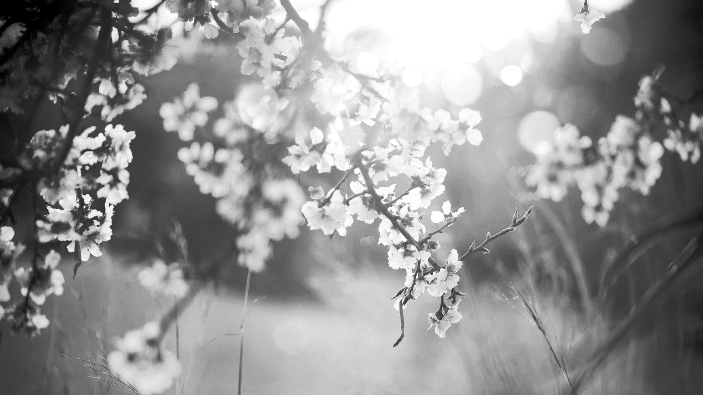 Images Hamar Begravelsesbyrå AS