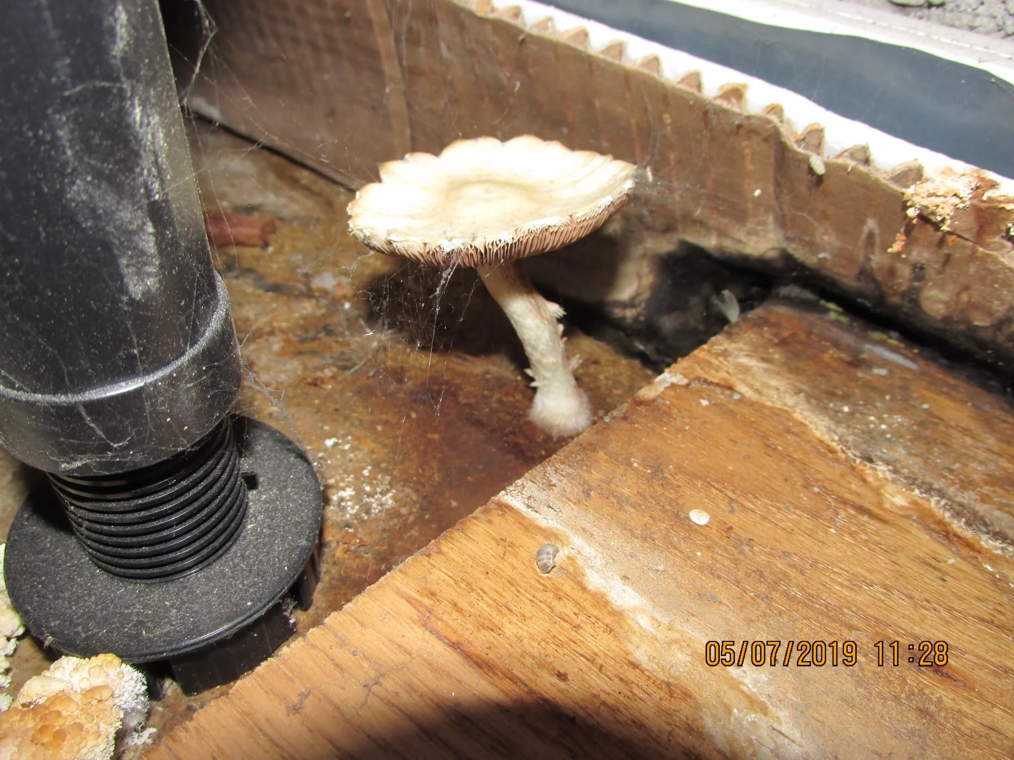 Images Damp Detectives