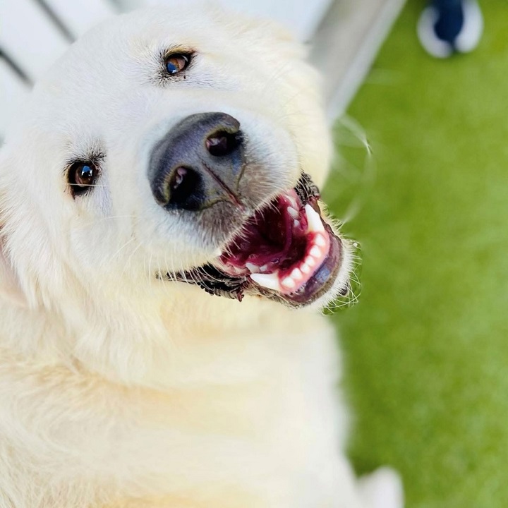 Images Paw Park Pet Resort