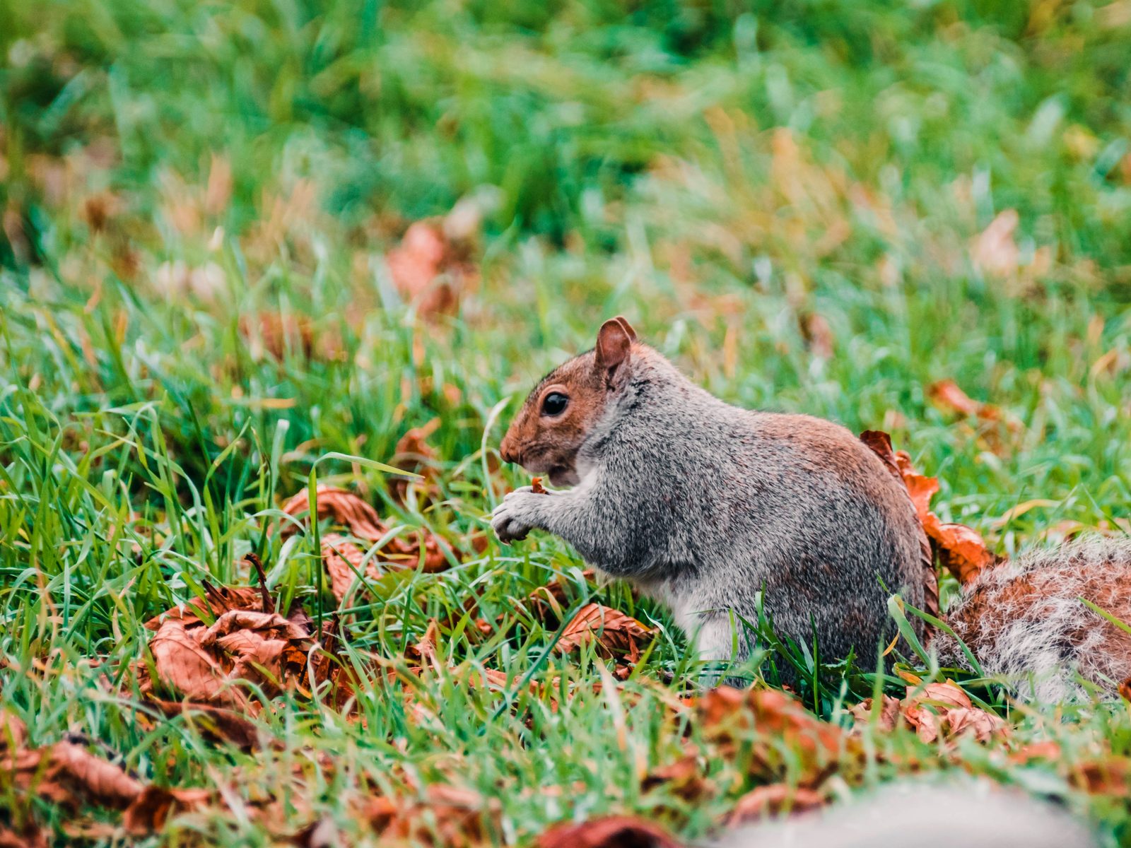 Diamondback Wildlife Removal