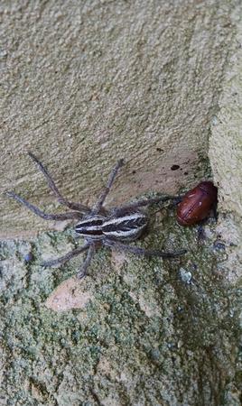 Images X Out Pest Services