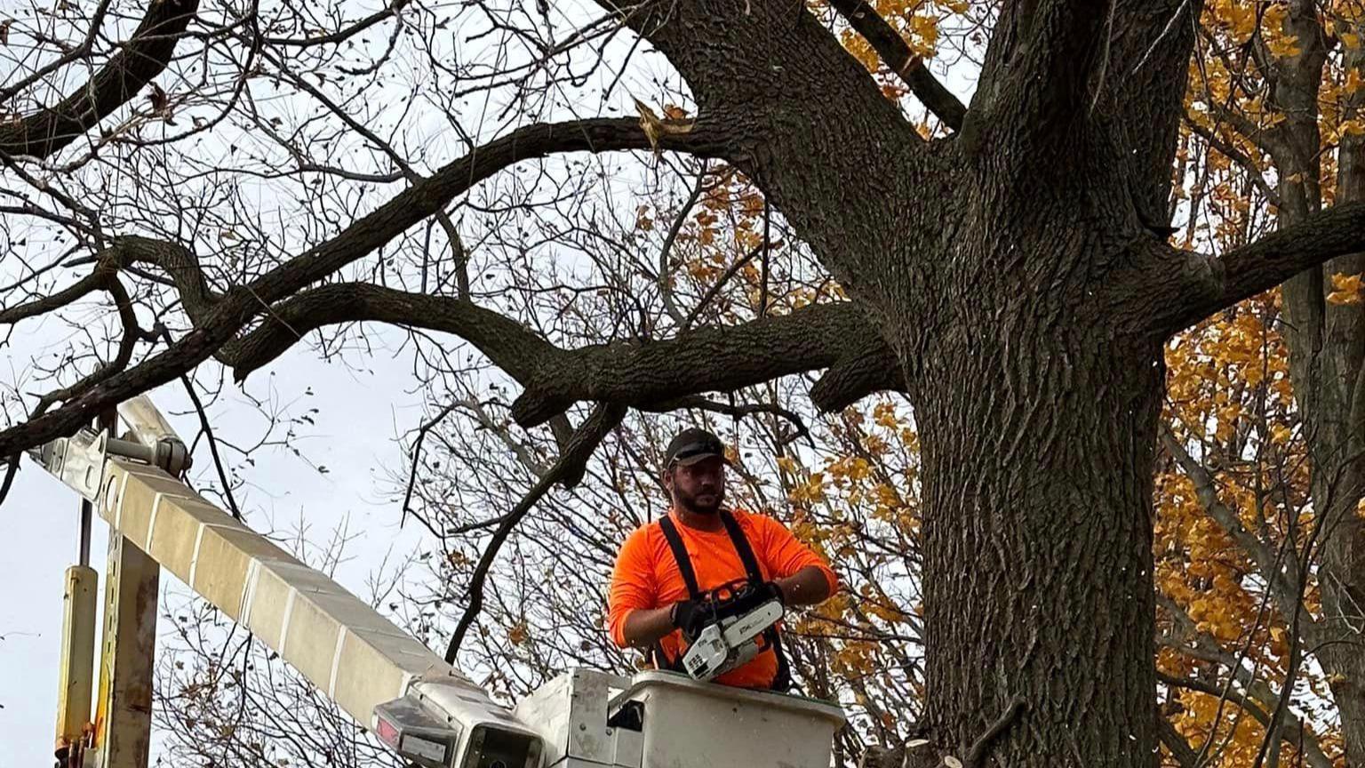 Keep your trees in optimal condition with S&P Tree Professionals' tree maintenance services. Our expert team specializes in preserving the health and vitality of your trees through regular maintenance, ensuring they remain a valuable asset to your property.