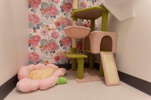 Images Cozy Cat Suites