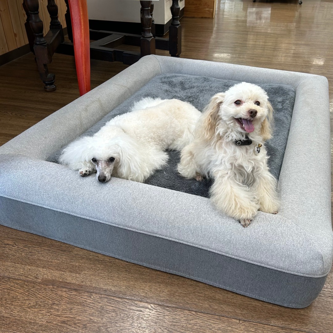 Images たまとポチ 宇津木店