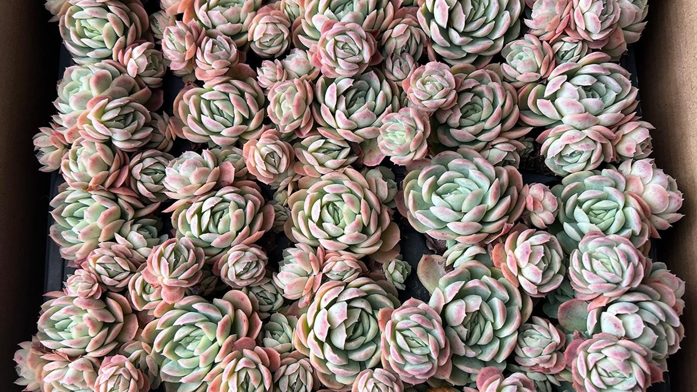 Images Fyrkat Blomster