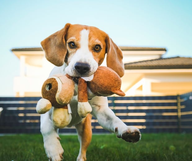 Images Great Outdogs