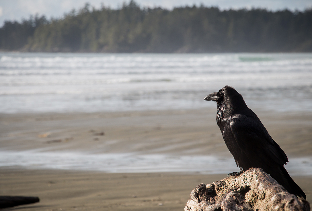 A solitary raven sits on driftwood, facing a serene beach with soft waves. The background features a forested shoreline under a cloudy sky.