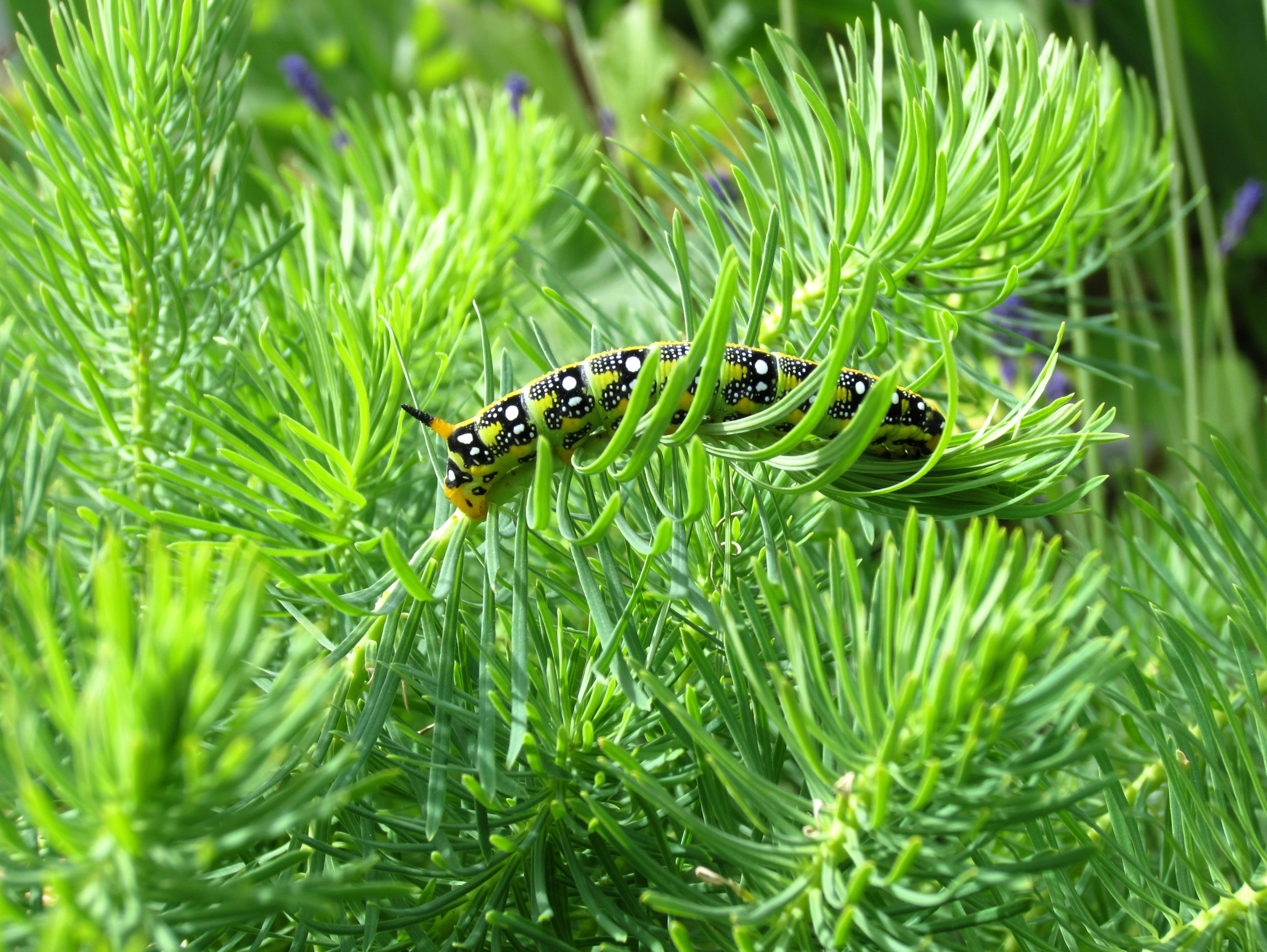 Bilder Albula Gartenbau GmbH