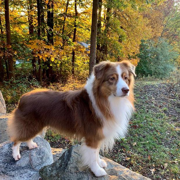 Images Canine Synergy LLC