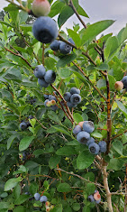 Images The Blueberry Ranch