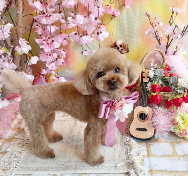 Images dog salon buku2