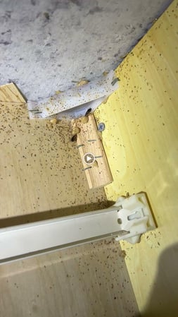 Images Organa Pest Control