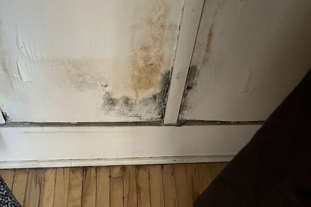 Pictured here is mold growth on a hallway wall.