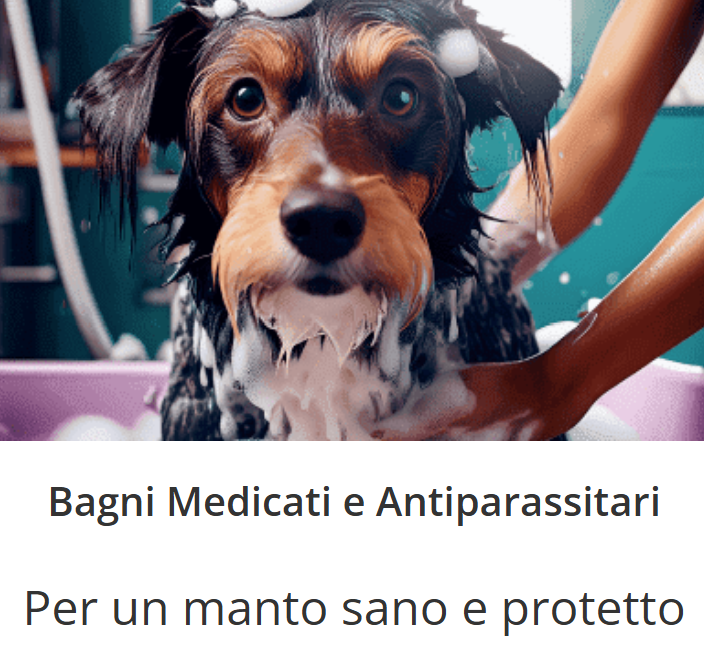 Images Ciuffo Ribelle Toelettatura per Cani