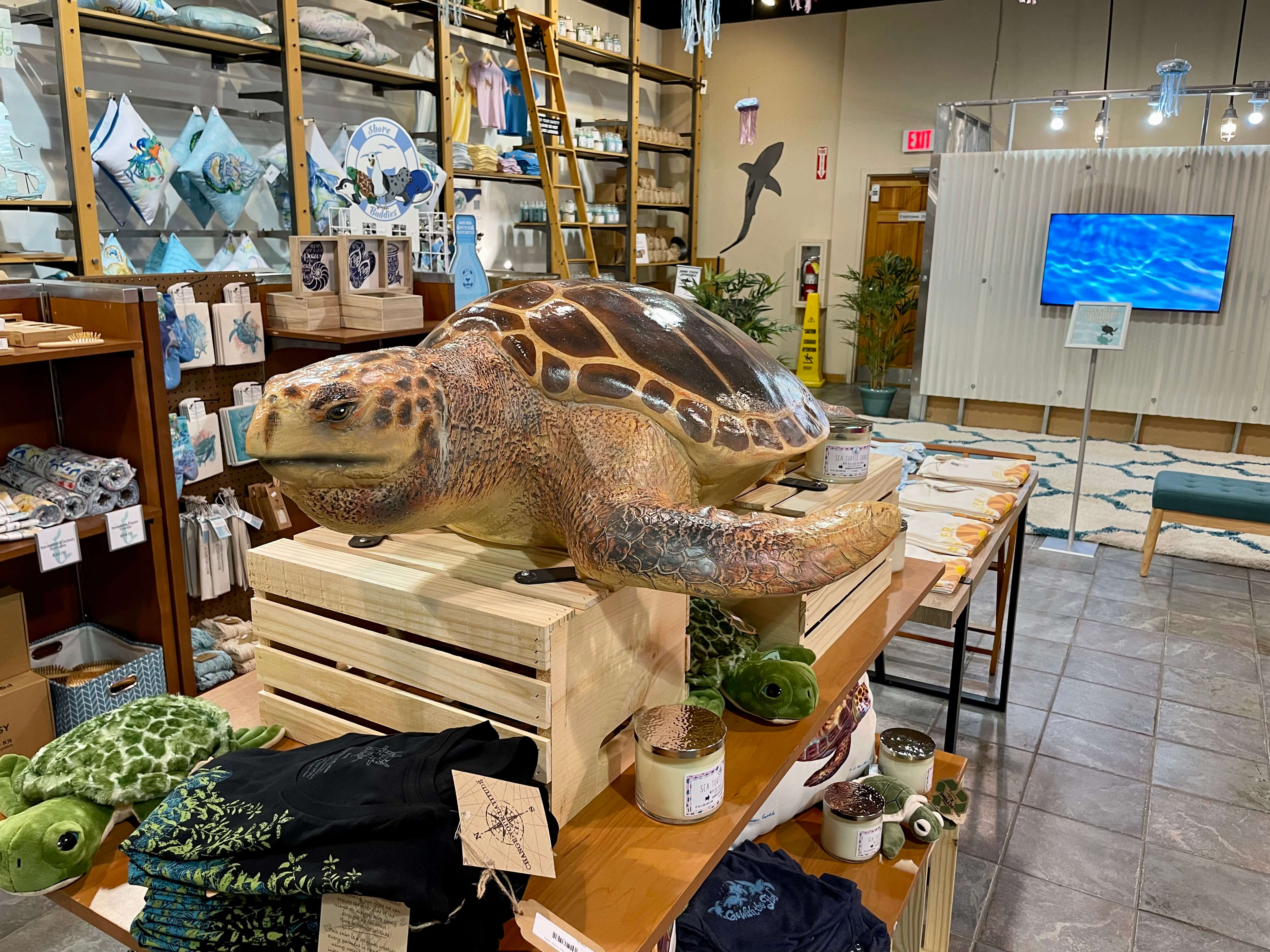 Sea Turtle in retail store