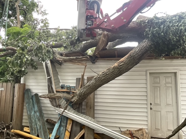 Images Emergency Tree Specialists