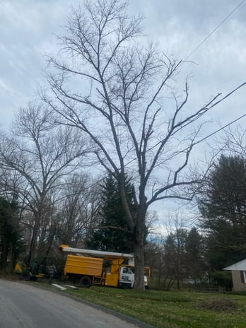 Images Fine Cut & Trim