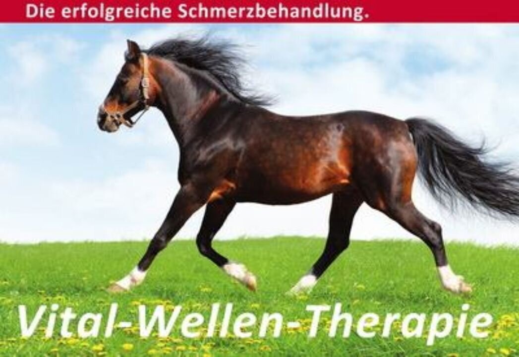 Bild 3 Pferde-Therapie-Direkt Bruno Stanitzki in Baesweiler