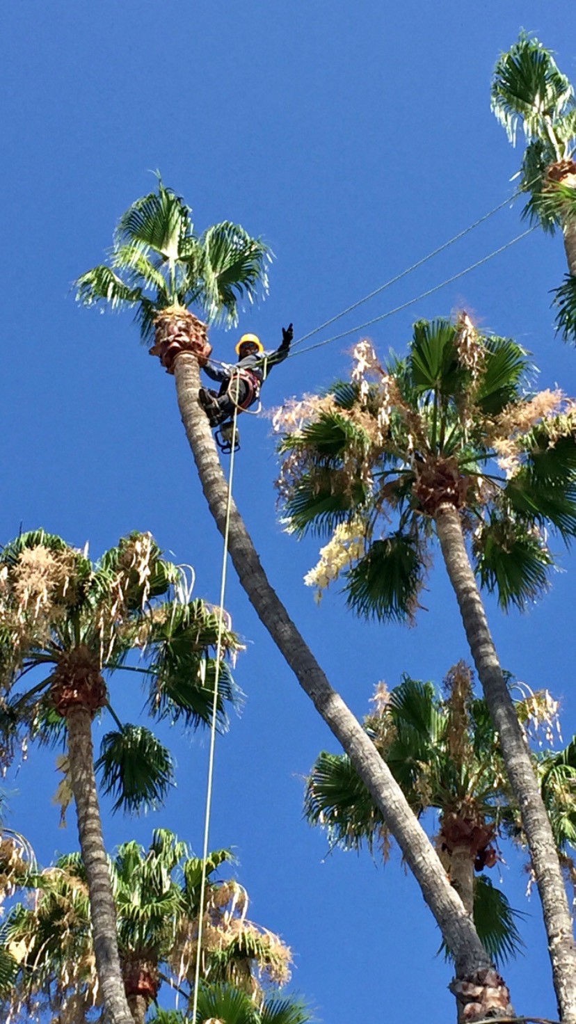 HP Tree Service Logo