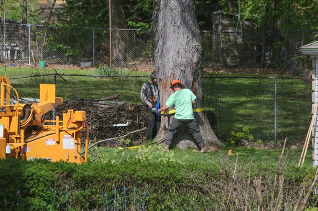 Images Foppema Tree Care