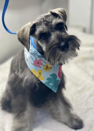 Images Space Coast Mobile Dog Grooming