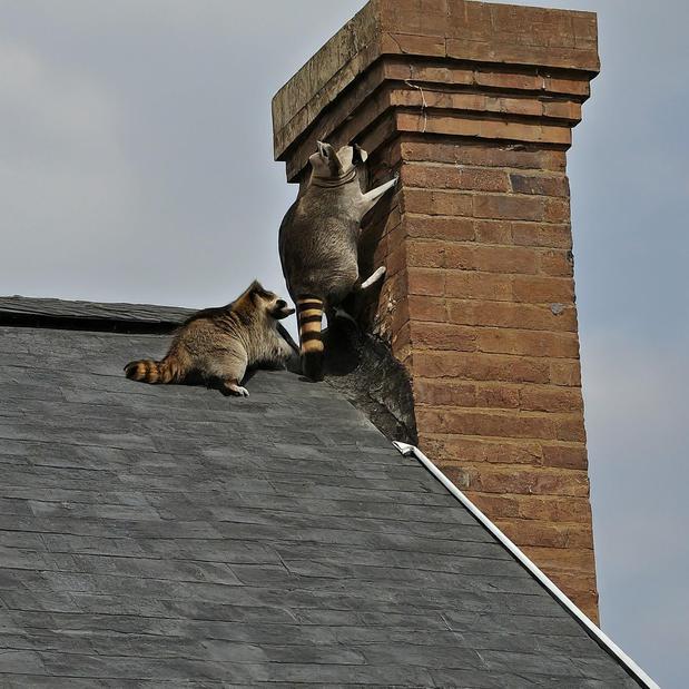 Images Conscious Critter Removal