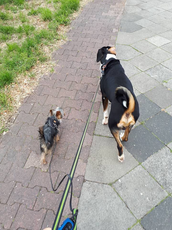 Bilder Hundezentrum Lapki