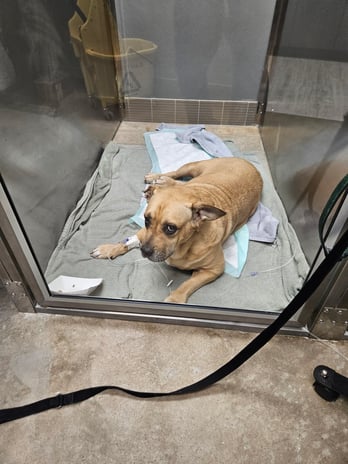 Images VetExpress Animal Urgent Care