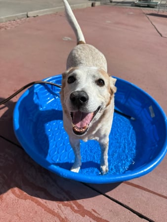 Images VCA Mountainview Animal Hospital & Pet Lodge