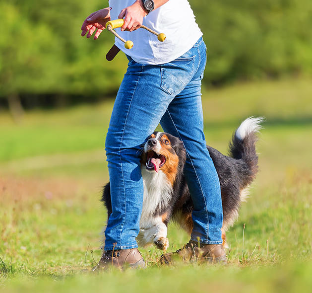 We Offer Award-Winning Competitive Dog Training from Fountain Inn, SC