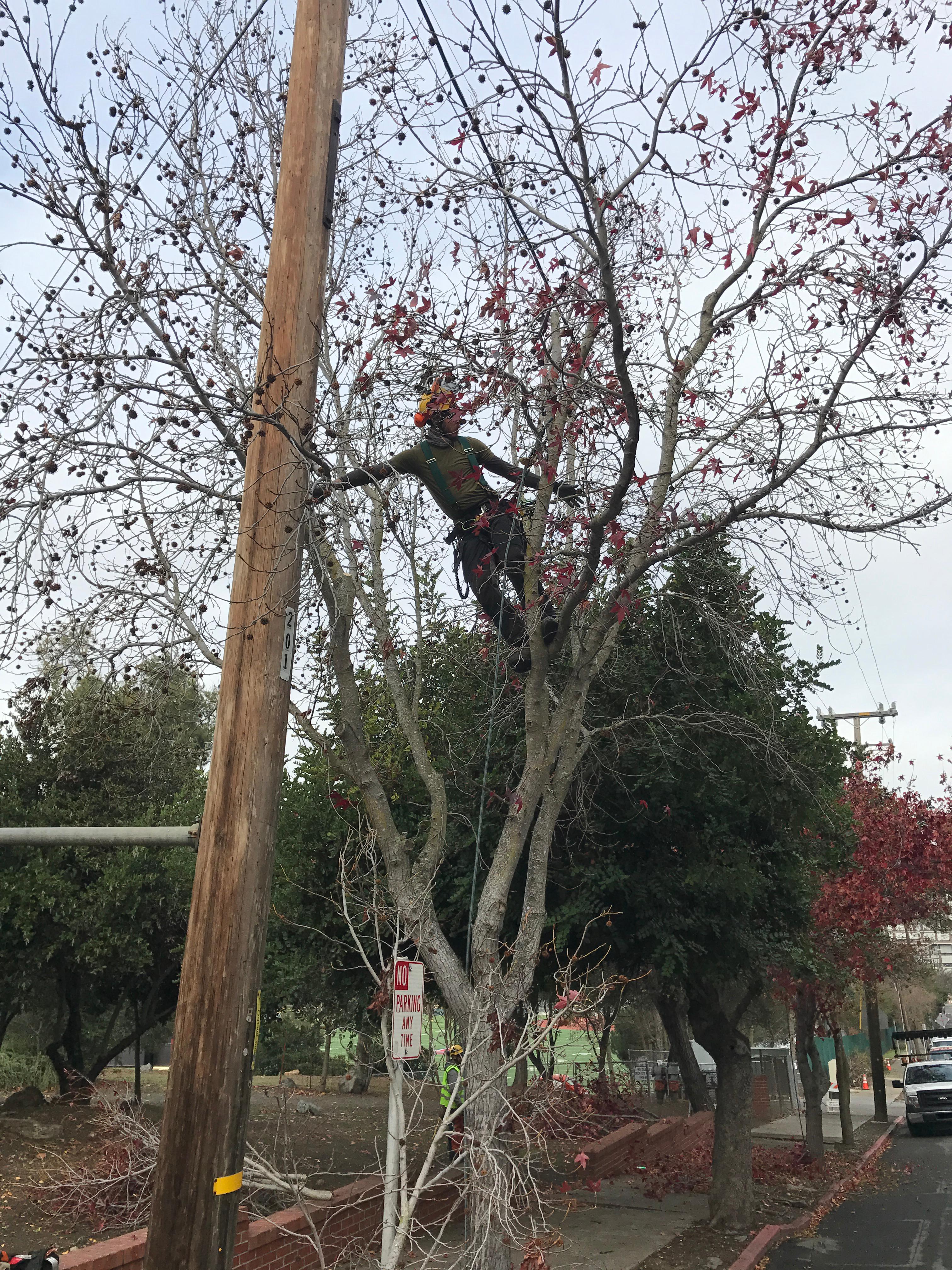 Sierra Arbor Works Photo