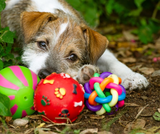 Images Great Outdogs