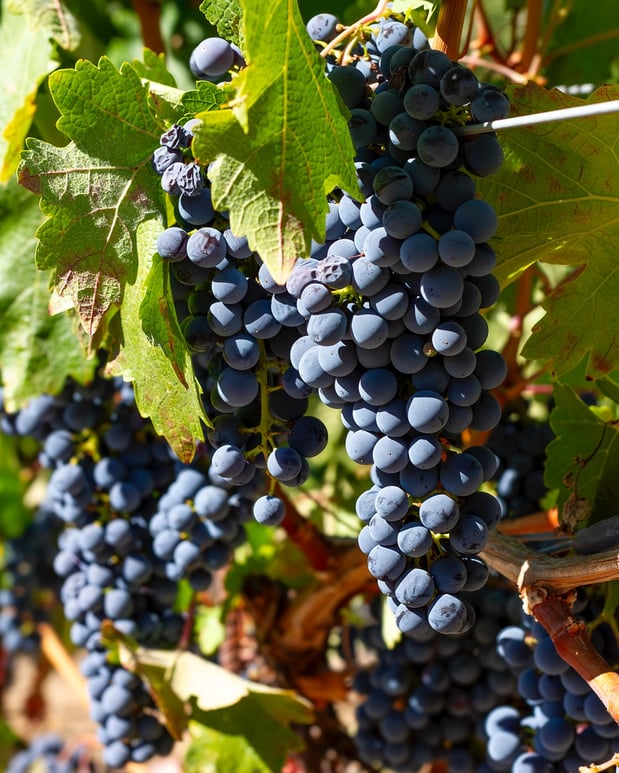 Images Amapola Creek Tasting Lounge